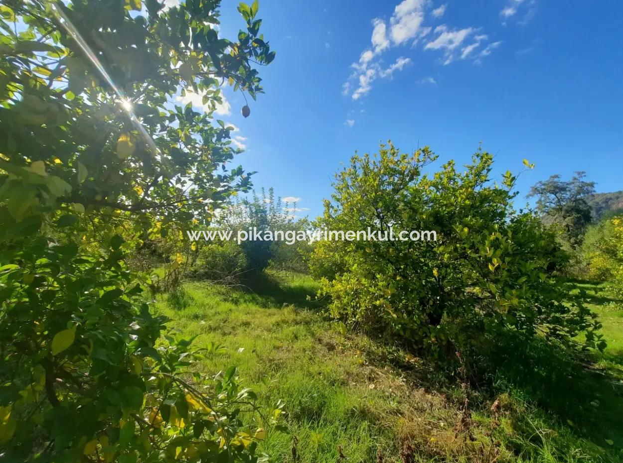 Ortaca Ekşiliyurt Da Yatırıma Uygun 11 850 M2  Limon Bahçesi Ve 4 Bina Satılık