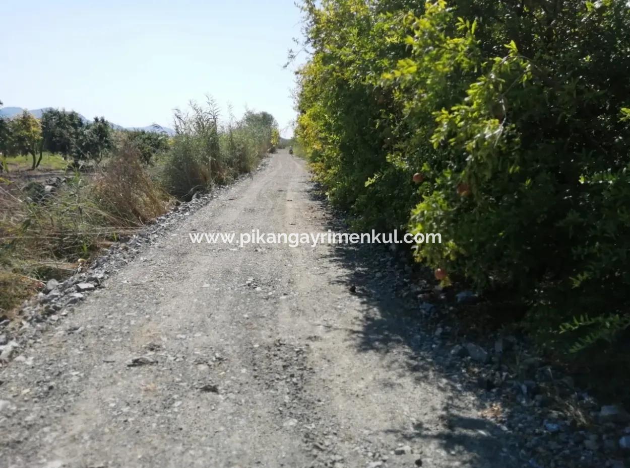 Muğla Ortaca Tepearasında Satılık Nar Bahçesi