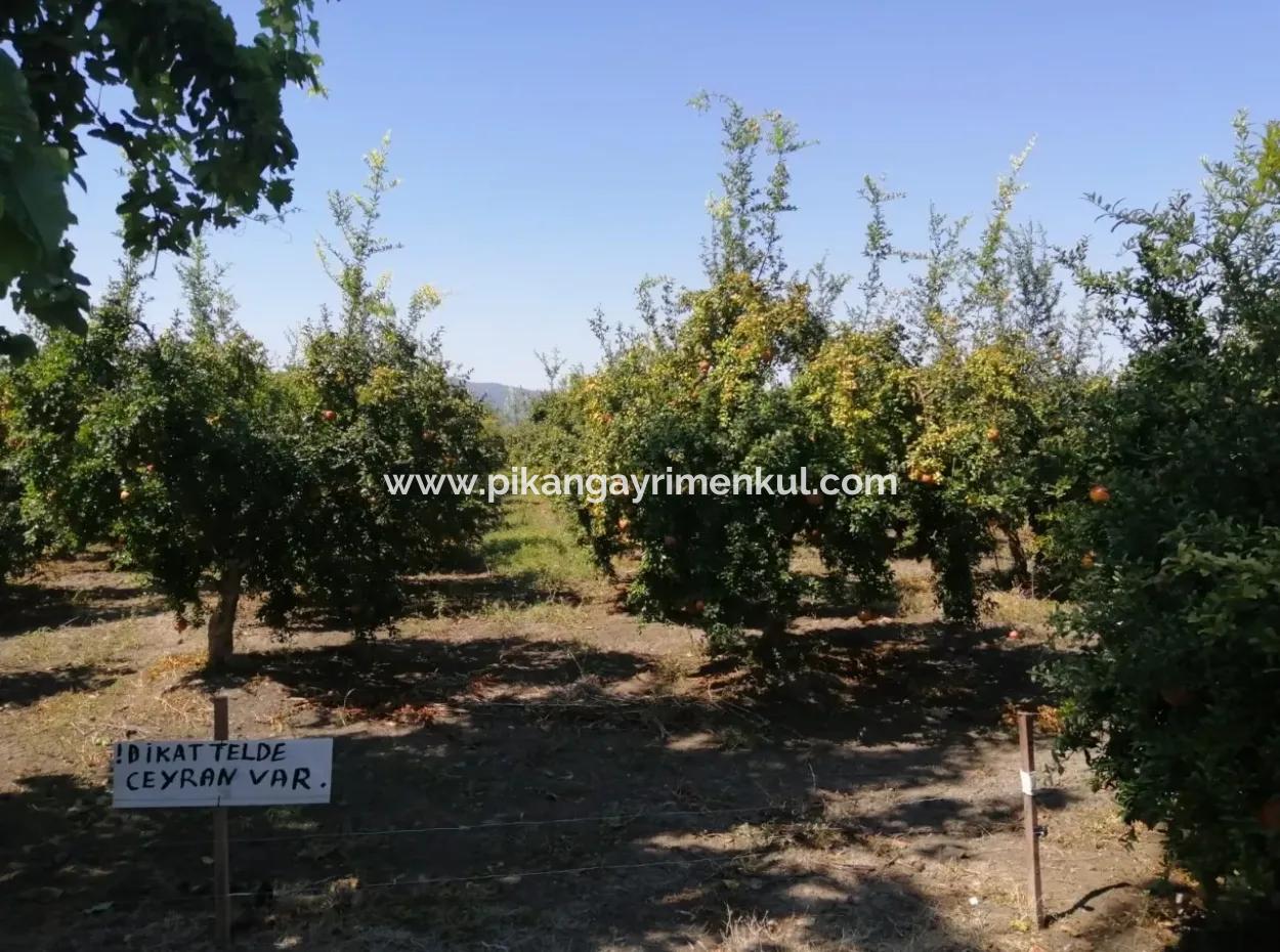 Muğla Ortaca Tepearasında Satılık Nar Bahçesi