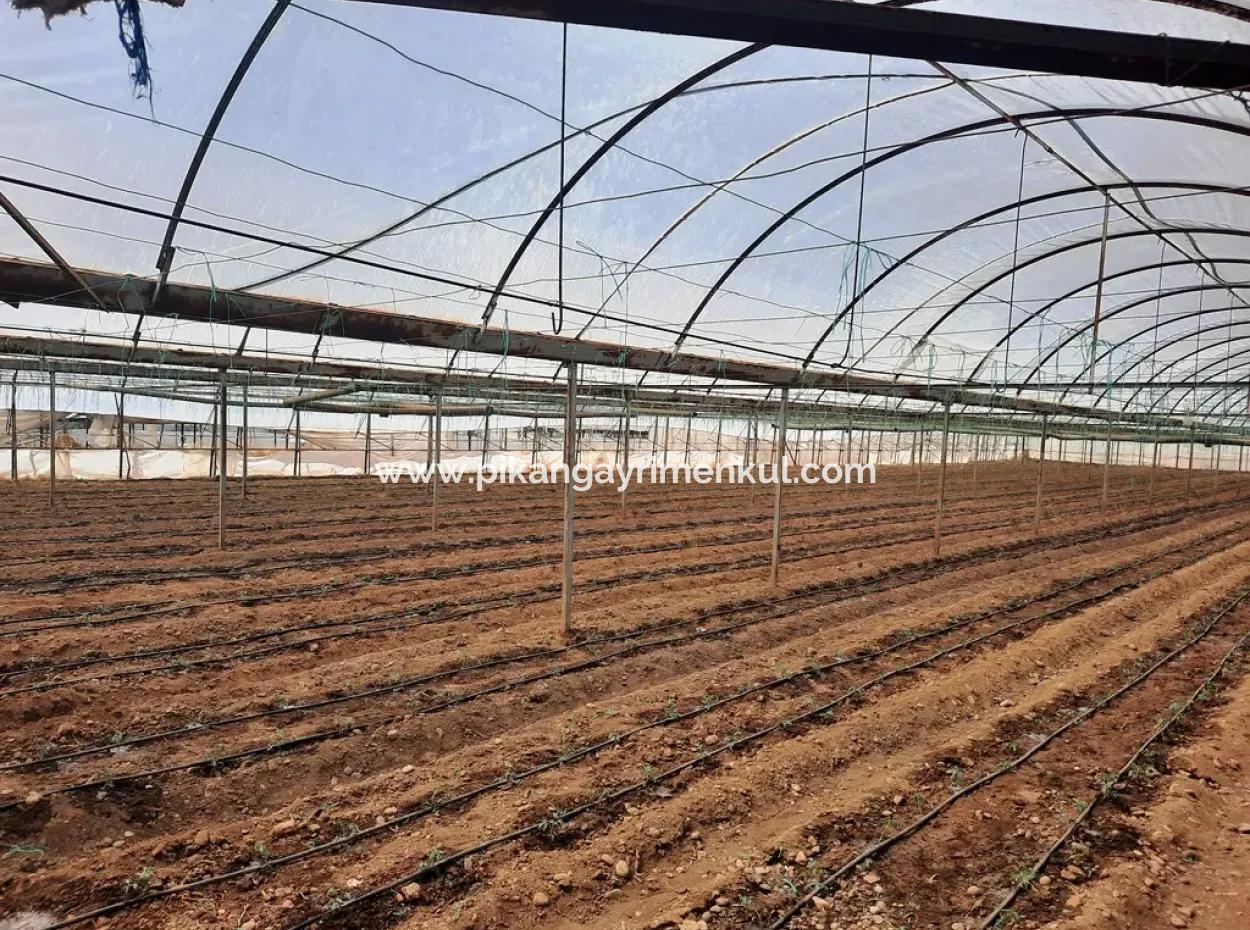 Muğla Ortaca Ekşiliyurt Ta 3100 M2 İmarlı Arazi Ve Sera Satılık