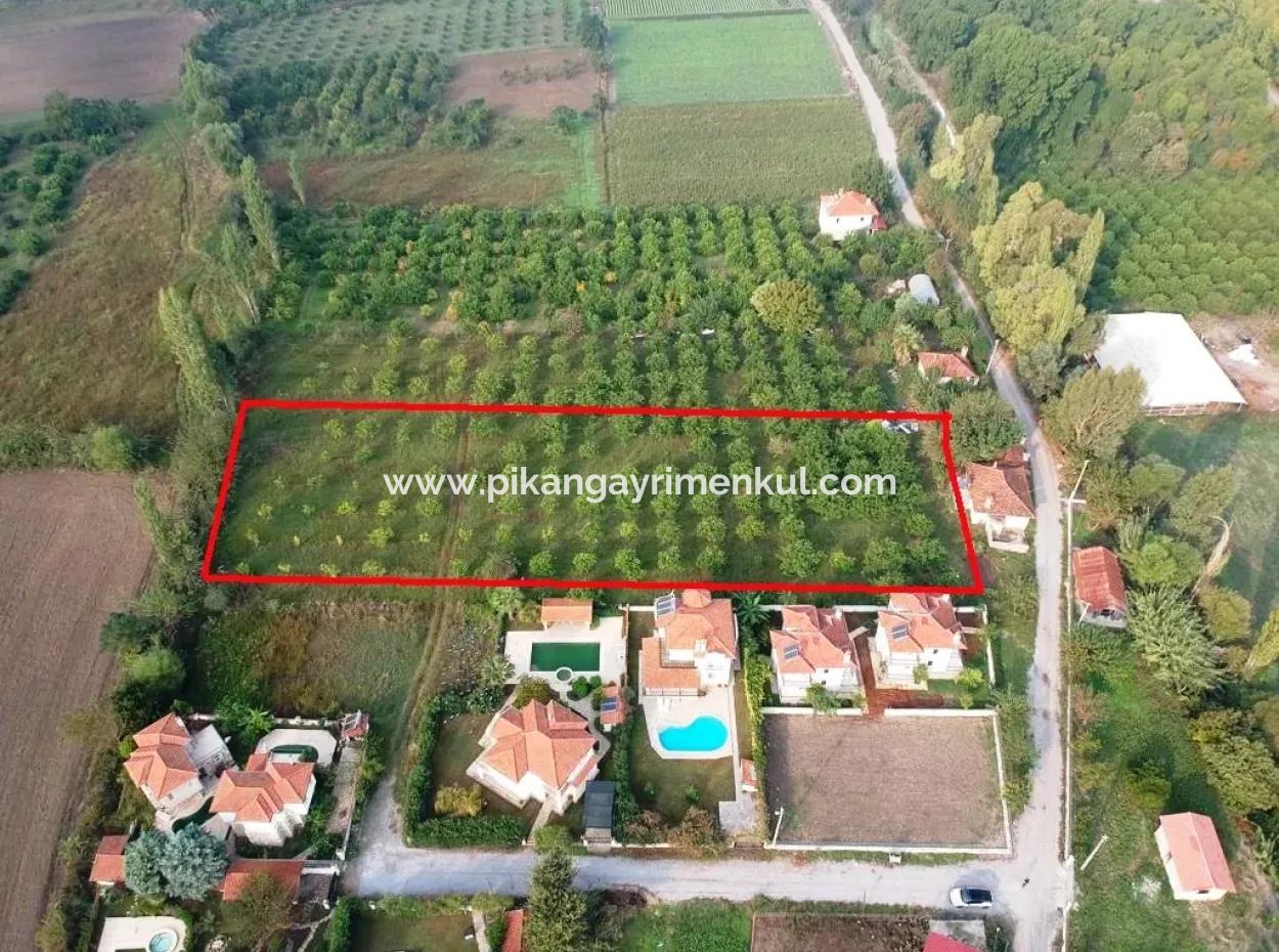 Muğla Ortaca Marmarlıda 4.000 M2  Limon Bahçesi 5 Yıllık Kiralık