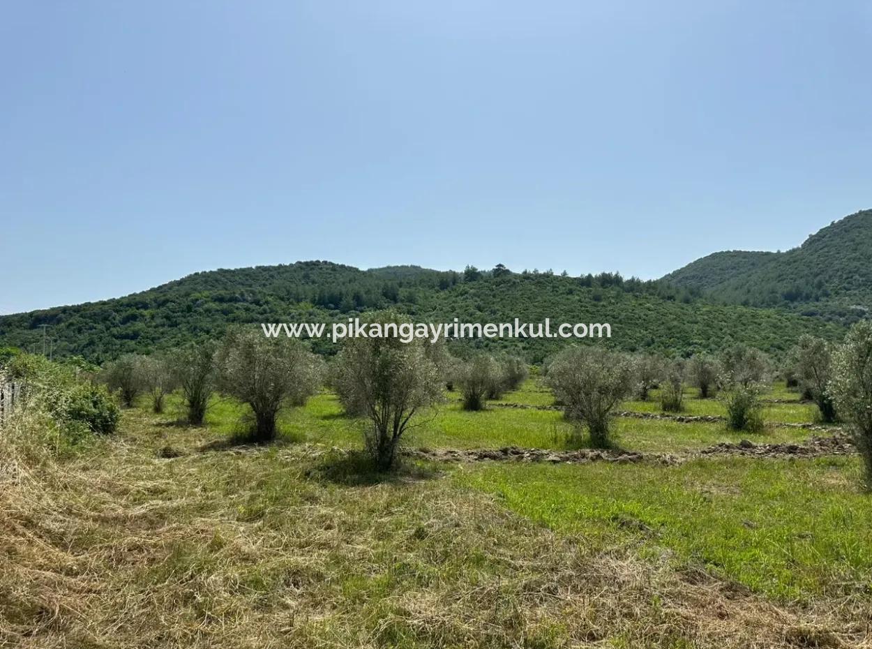 Ortaca Fevziye De 250 M2 İnşaat İzinli Arsalar Satılık