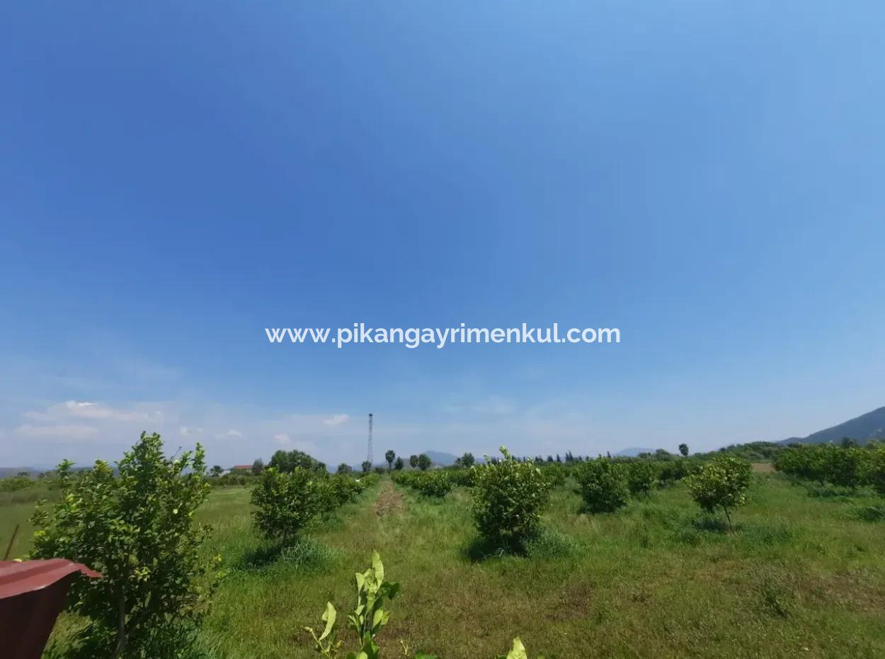 Muğla Güzelyurtta Satılık 15 600 M2 Limon Bahçesi