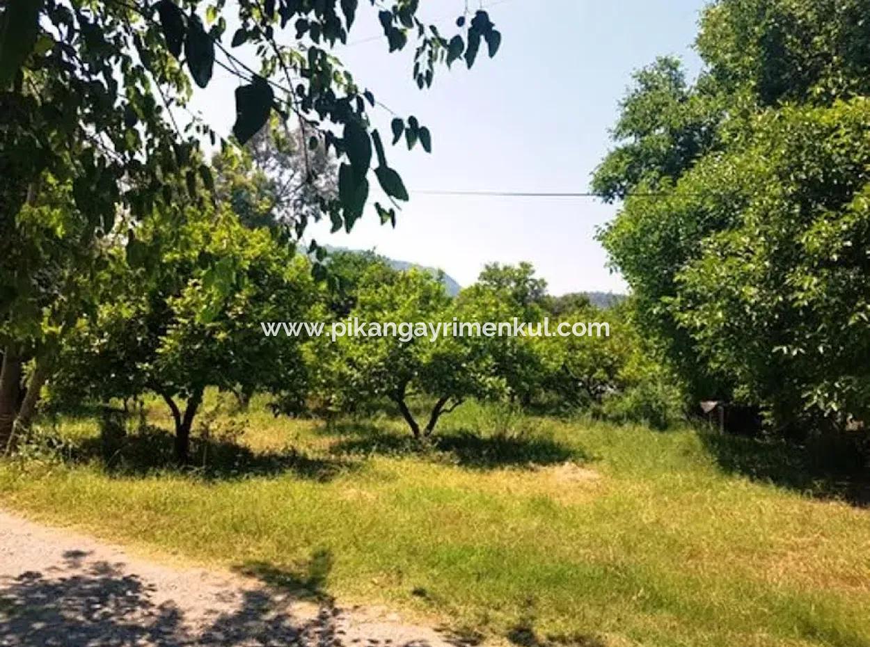 Ortaca Okçularda 1000 M2 Hisseli Tarla Satılık