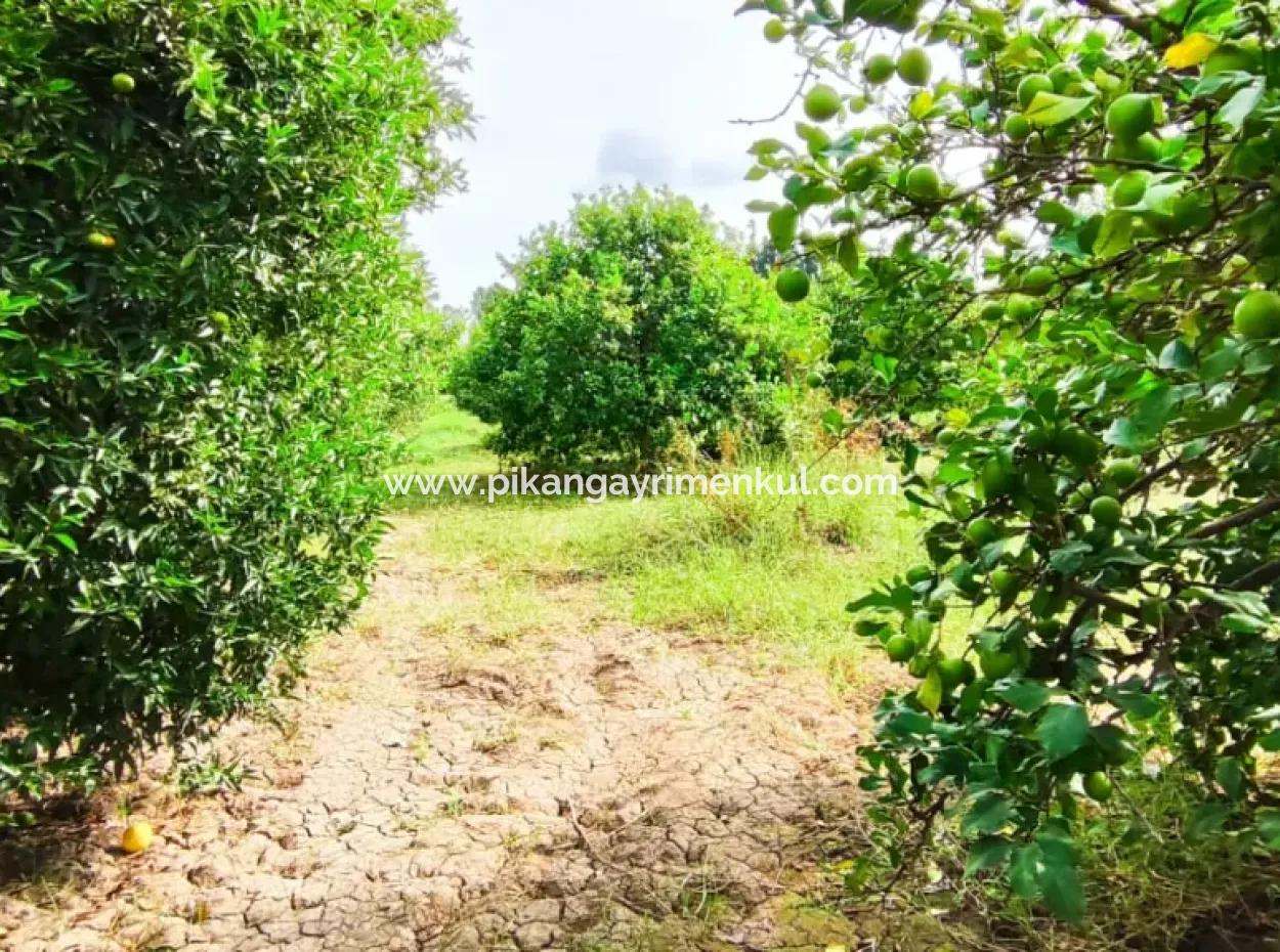 Muğla Ortaca Fevziye Mahallesinde Denize 3 Km De 11.750 M2 Tarla Satılık
