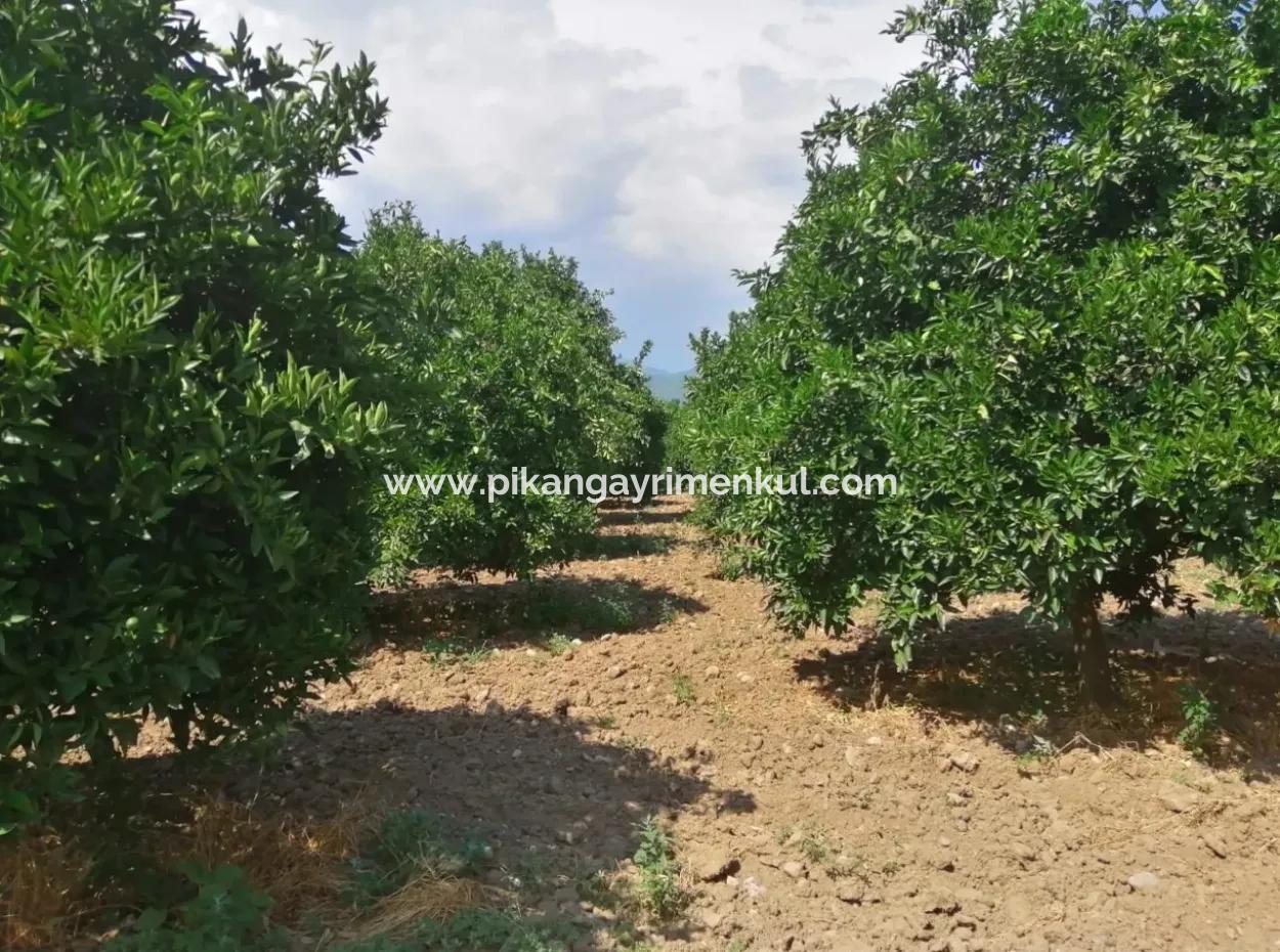 Köyceğiz Beyobasında Satılık Kelepir Tarla