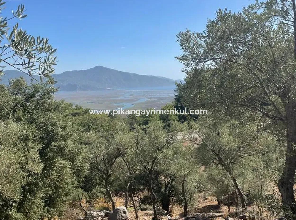 Muğla Köyceğiz Çandır Mah. 5000 M2 2B Tarla Satılık