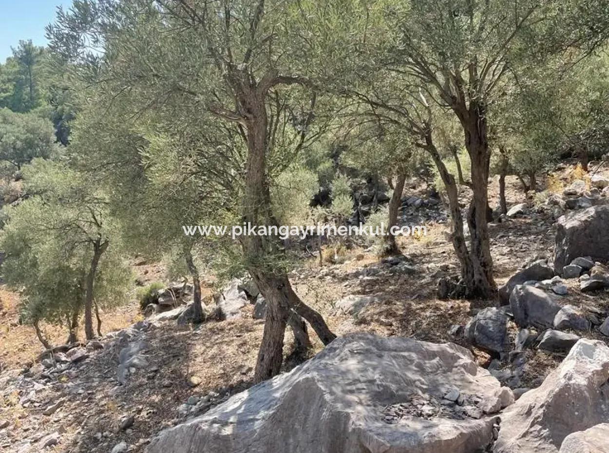 Muğla Köyceğiz Çandır Mah. 5000 M2 2B Tarla Satılık