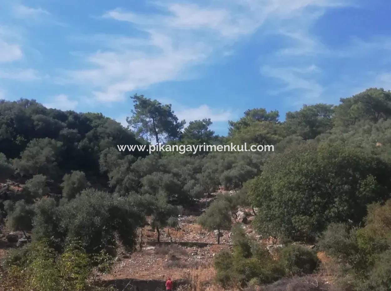 Muğla Köyceğiz Çandır Mah. 5000 M2 2B Tarla Satılık