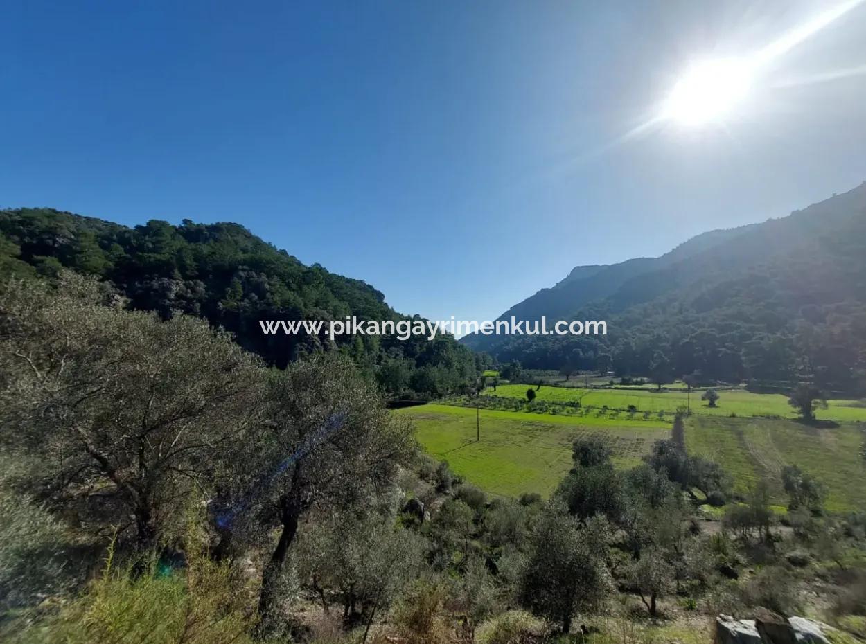 Muğla Dalyan Gökbelde 13 200 M2 Müstakil Tapulu Zeytinlik Satılık