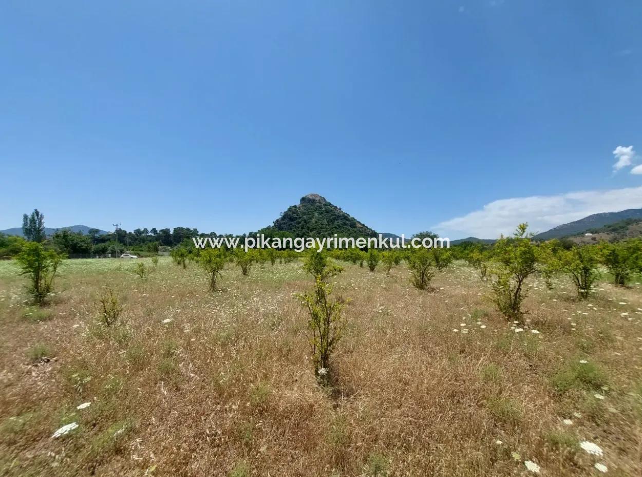 Köyceğiz Çandırda  Müstakil Tapulu 33.800 M2 Tarla Satılık