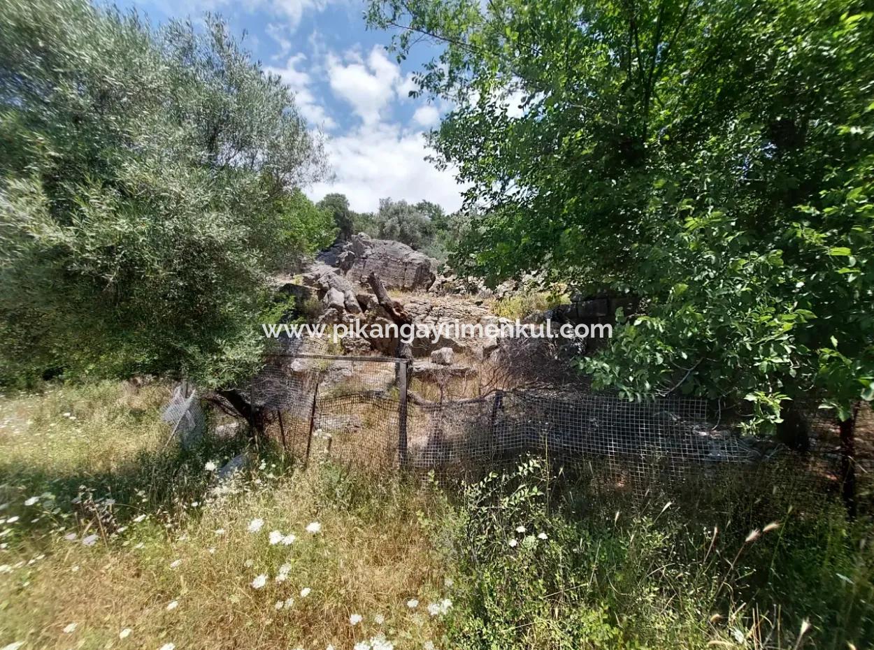 Köyceğiz Çandırda  Müstakil Tapulu 33.800 M2 Tarla Satılık