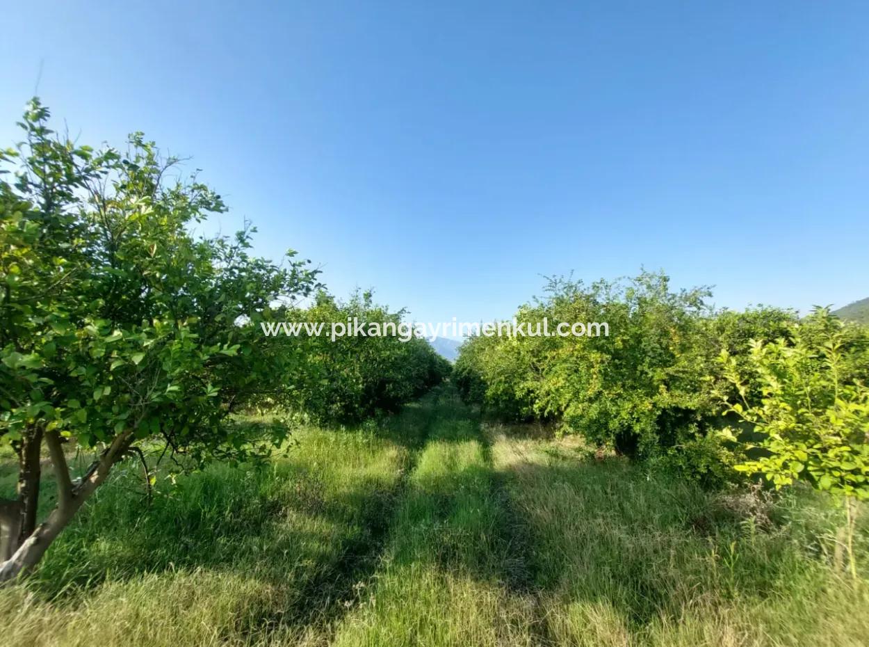 Muğla Ortaca Tepearası’nda 23.000 M² Nar Ve Limon Bahçesi Satılık – Zirai Krediye Uygun