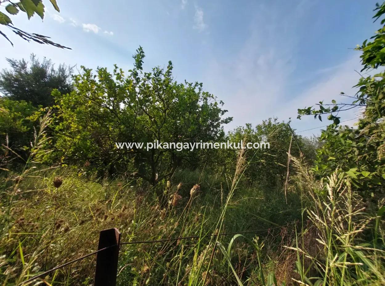 Ortaca Okçularda 1.000 M2 Arazi Satılık