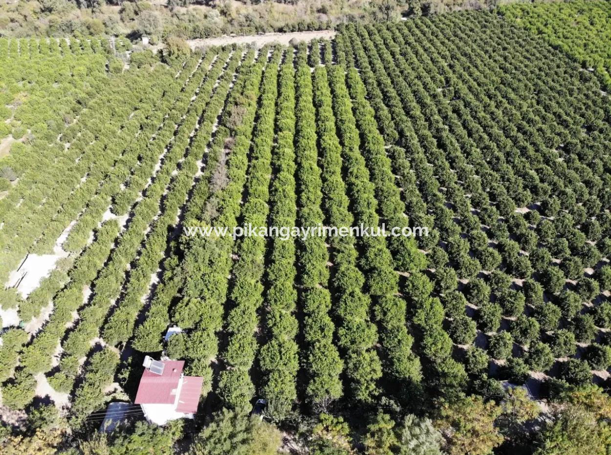 Ortaca Akıncıda 8230 M2 Limon Tarlası Satılık