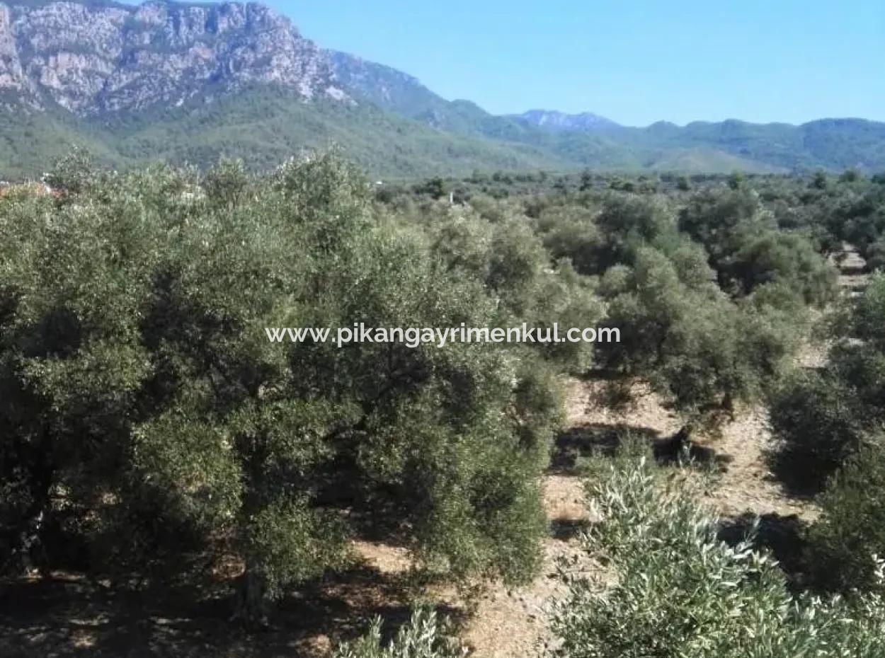 Köyceğiz Zeytinalanı Nda Satılık Müstakil Göl Manzaralı Ev