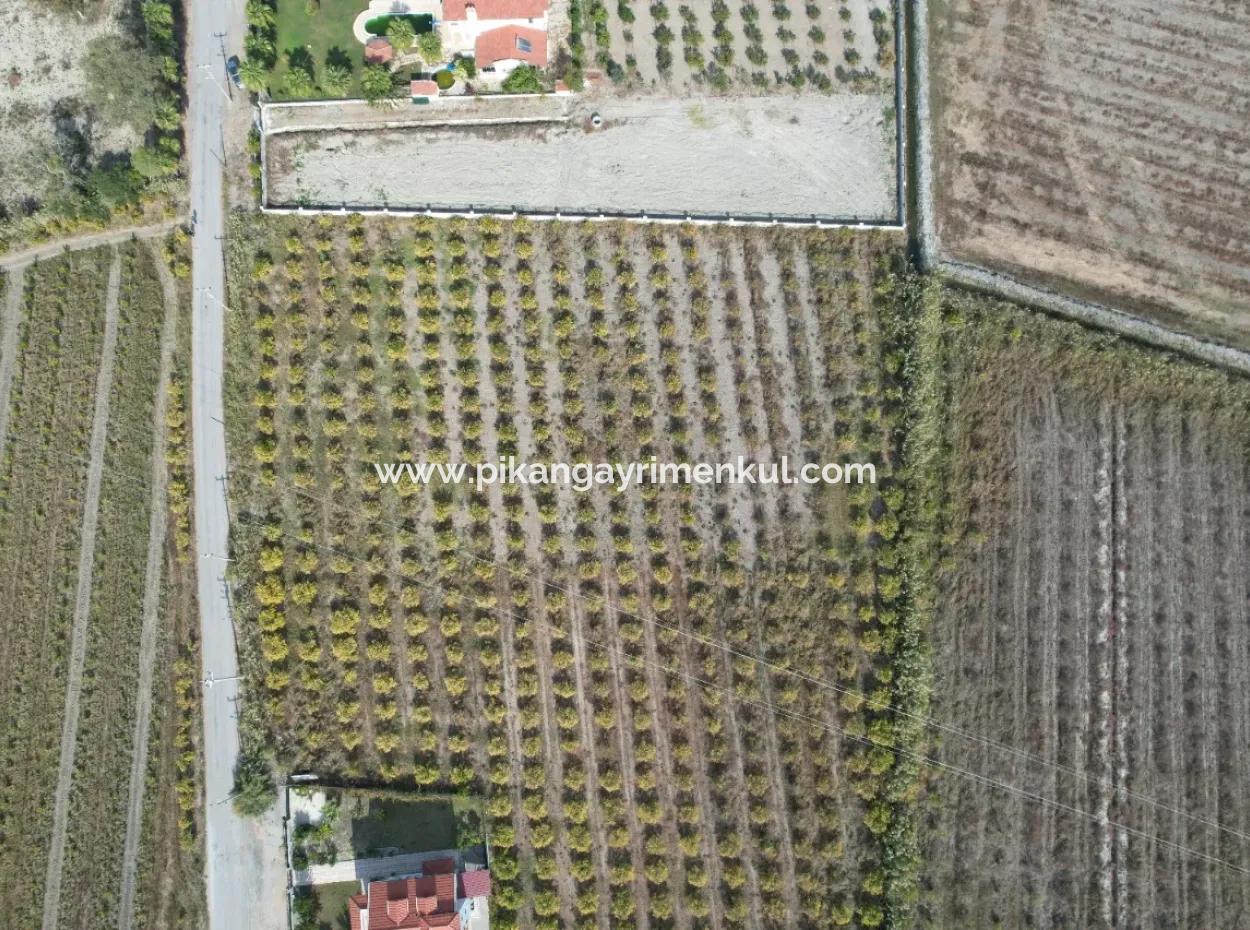 Muğla Dalyanda Kanala 2,Ci Parsel Müstakil 5.000 M2, 250 M2 İnşaat Hakkı Olan Arazi Satılık