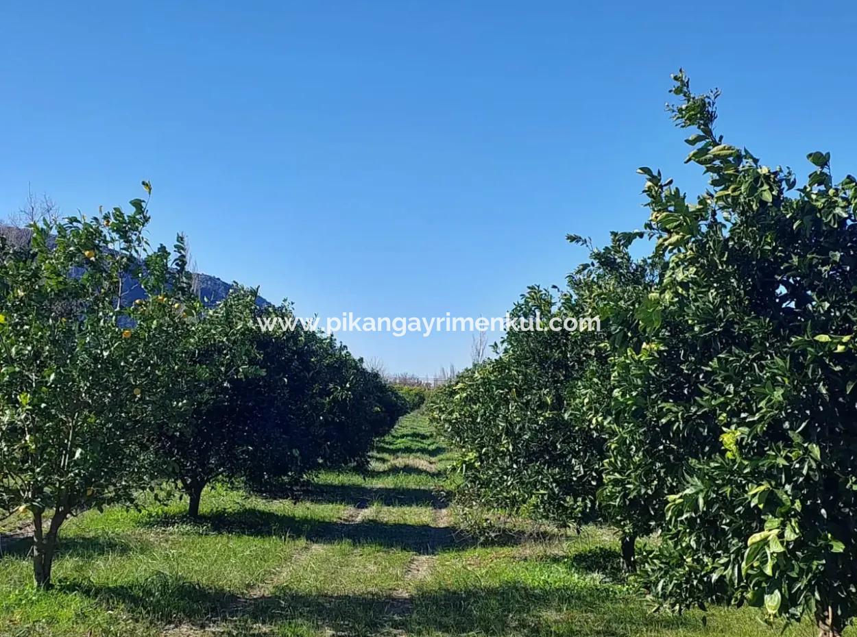 Muğla Ortaca Okçular’da 500 M² Yatırıma Uygun Arsa Satılık