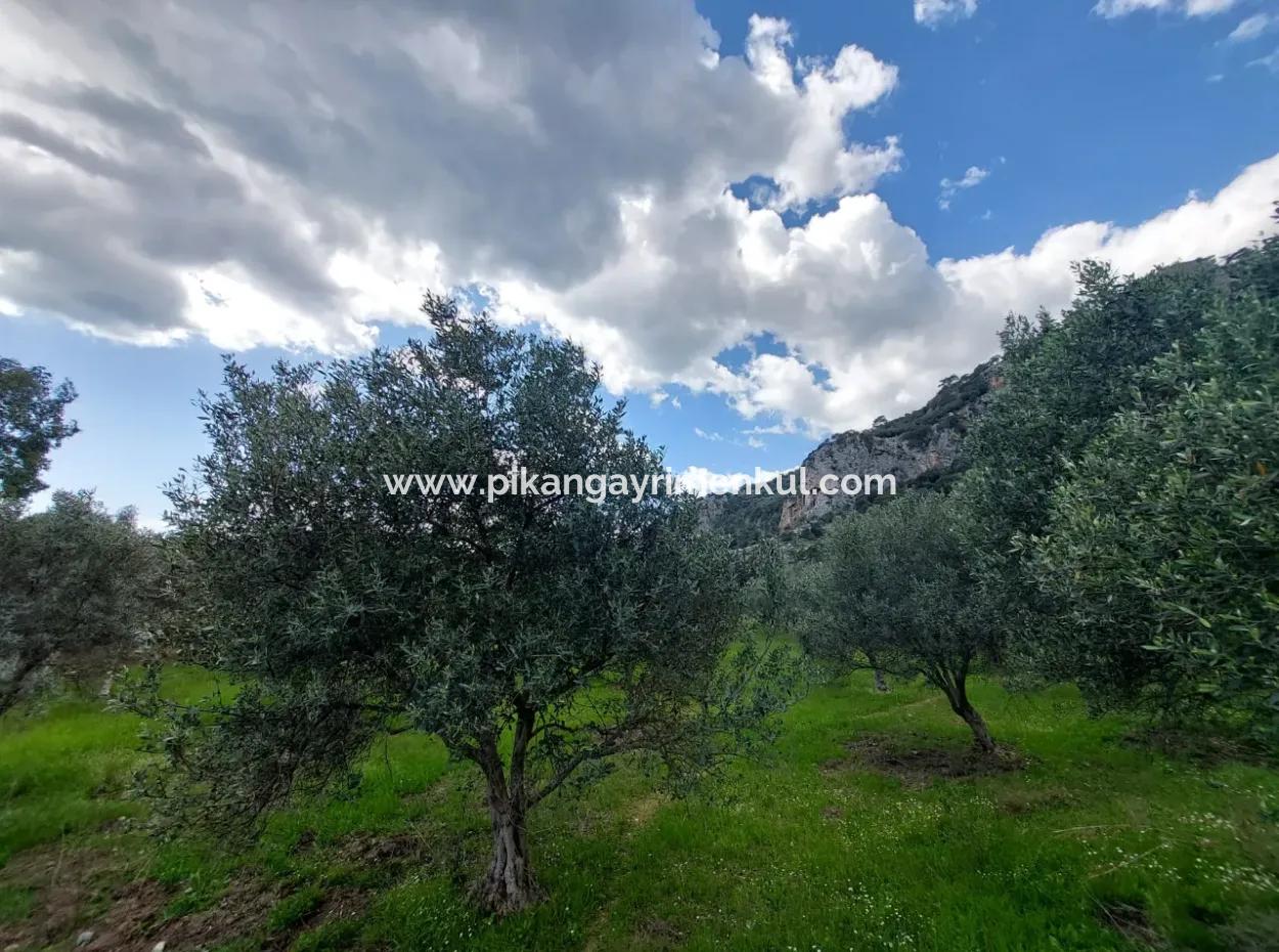 Muğla Köyceğiz Çandırda Dalyan Kanalına Yakın 3.750 M2 Satılık Arazi