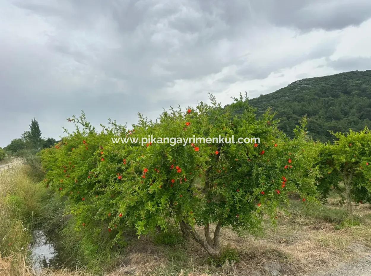 Muğla Dalyanda 6 250 M2 Bakımlı Kelepir Nar Bahçesi Satılık