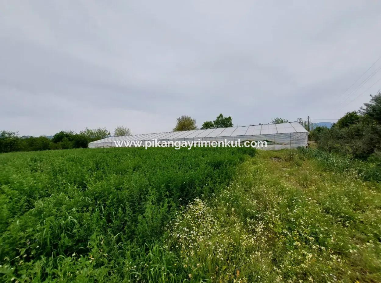 Muğla Köyceğiz Kavakarasında 6.650 M² Verimli Arazide Köy Evi Ve Çiftlik Satılık