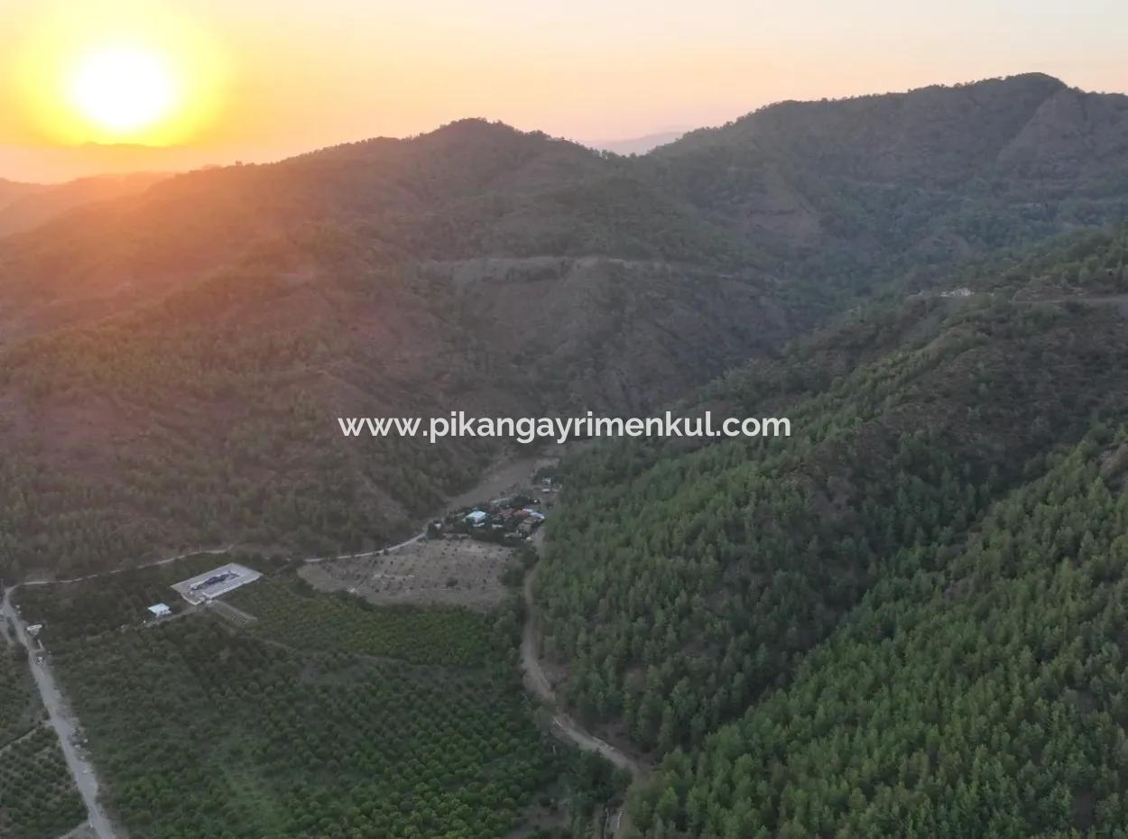 Ortaca Çaylı’da 150 M² İnşaat Hakkı Olan Müstakil 5.000 M² Limon Bahçesi Satılık Veya Takas