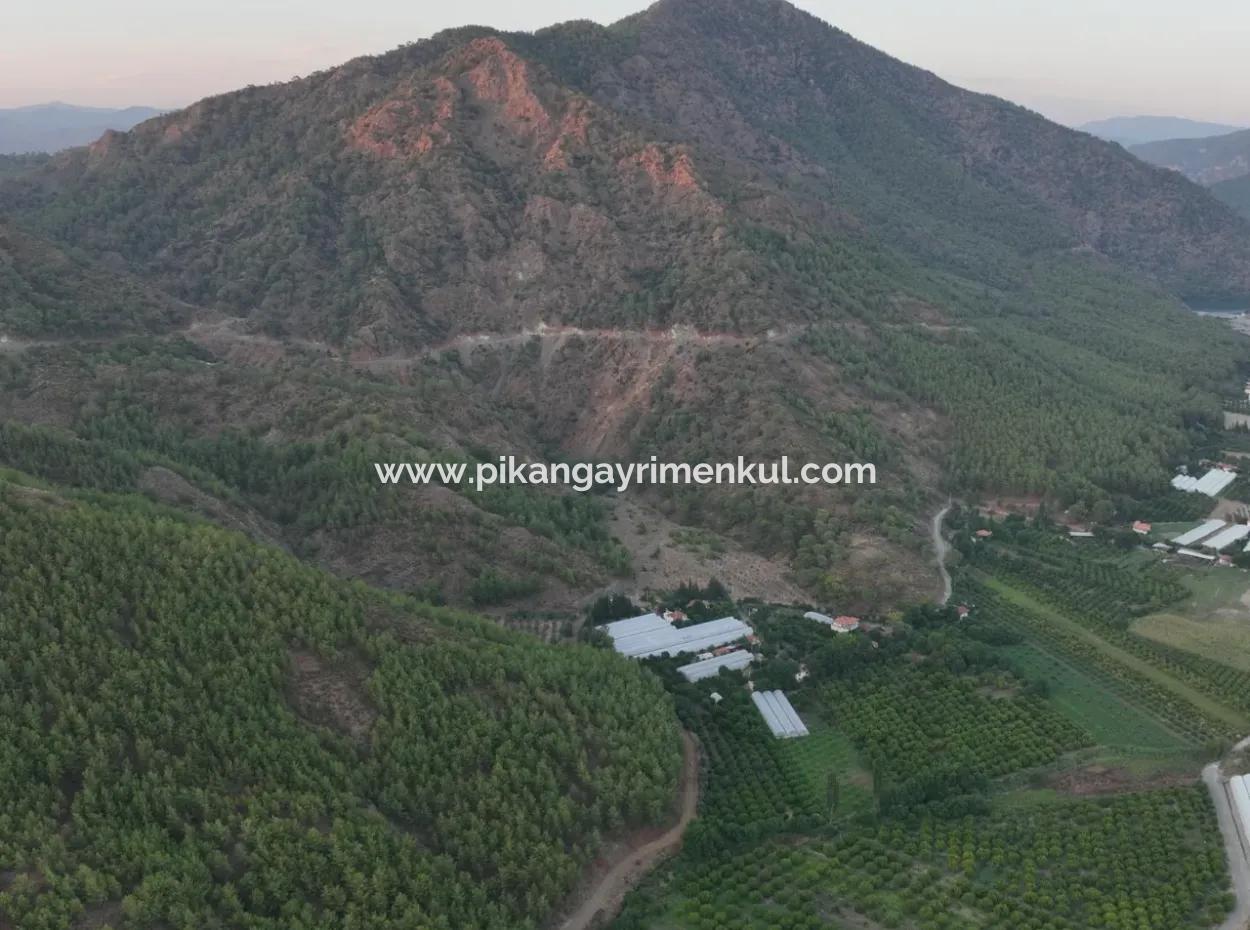 Ortaca Çaylı’da 150 M² İnşaat Hakkı Olan Müstakil 5.000 M² Limon Bahçesi Satılık Veya Takas