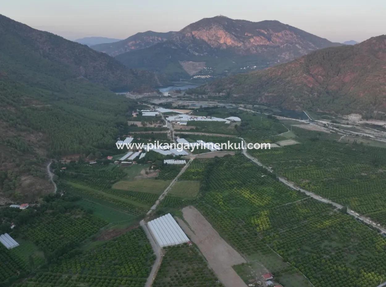 Ortaca Çaylı’da 150 M² İnşaat Hakkı Olan Müstakil 5.000 M² Limon Bahçesi Satılık Veya Takas