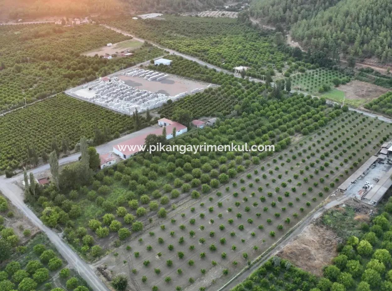 Ortaca Çaylı’da 150 M² İnşaat Hakkı Olan Müstakil 5.000 M² Limon Bahçesi Satılık Veya Takas