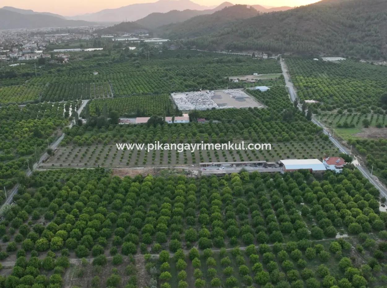 Ortaca Çaylı’da 150 M² İnşaat Hakkı Olan Müstakil 5.000 M² Limon Bahçesi Satılık Veya Takas
