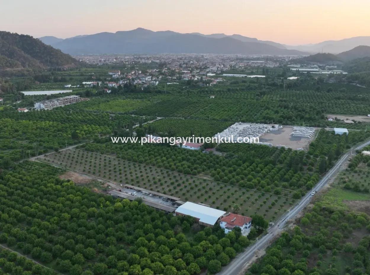 Ortaca Çaylı’da 150 M² İnşaat Hakkı Olan Müstakil 5.000 M² Limon Bahçesi Satılık Veya Takas