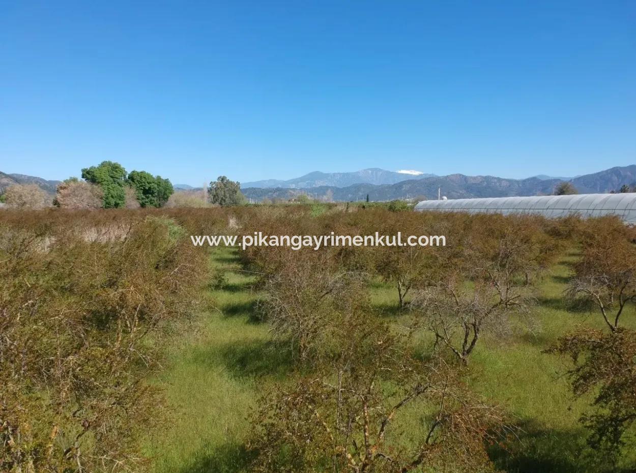 Ortacada Satılık Kelepir Nar Bahçesi