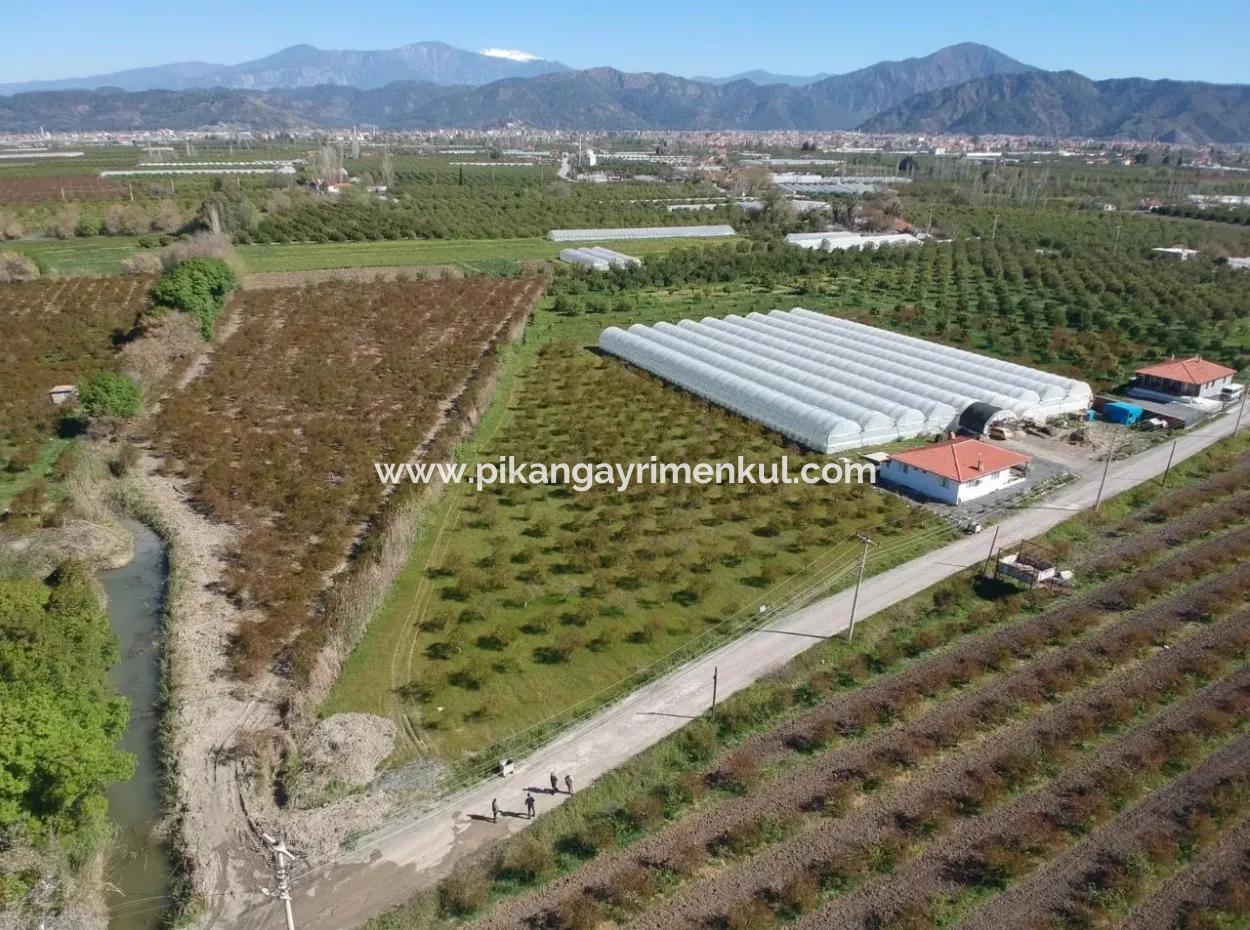 Ortacada Satılık Kelepir Nar Bahçesi