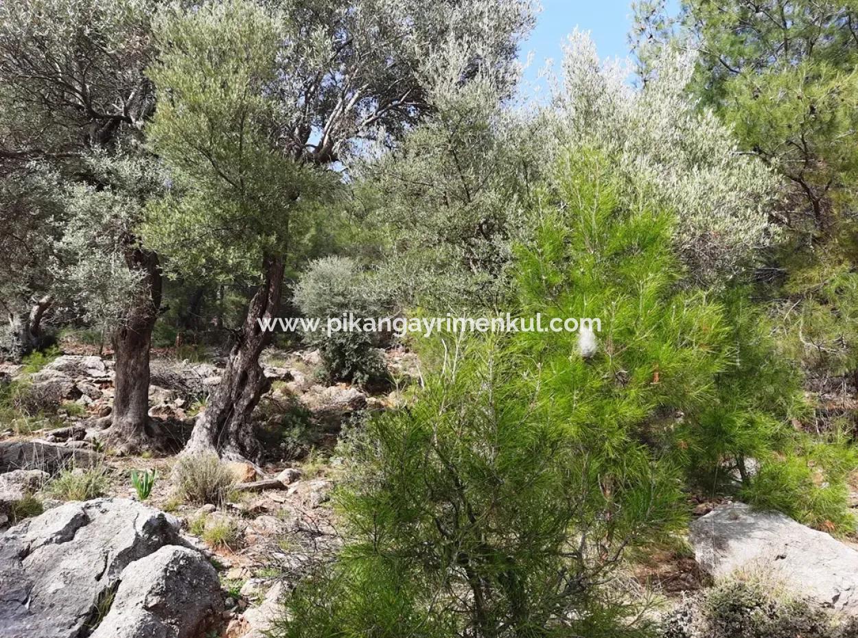 Muğla Ortaca Dalyan Gökbel De 3 100 M2 Hazine Arazisi Zilliyet Hakkı Devir Edilecek