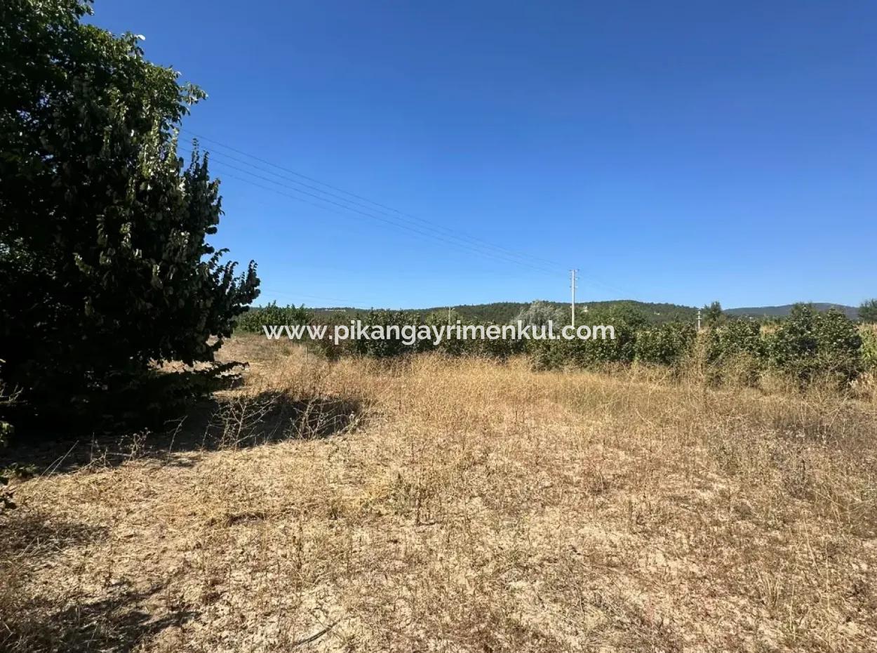 Denizli Çamelide Anayol Kenarı 3070 M2 Ceviz Bahçesi Satılık