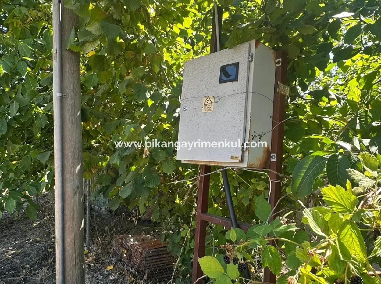 Denizli Çamelide Anayol Kenarı 3070 M2 Ceviz Bahçesi Satılık