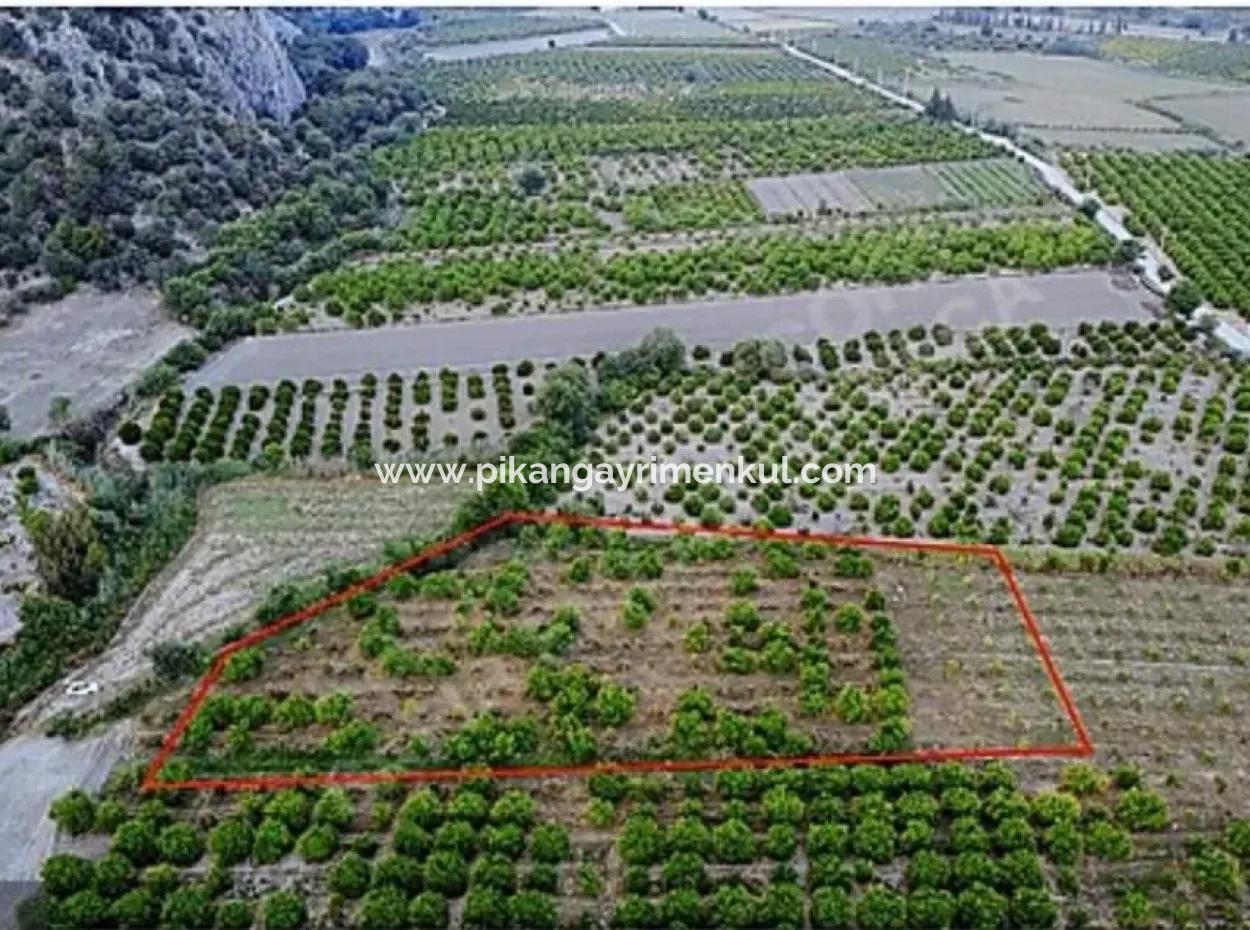 Ortaca Mergenli De  8 500  M2 Narenciye Bahçesi Satılık
