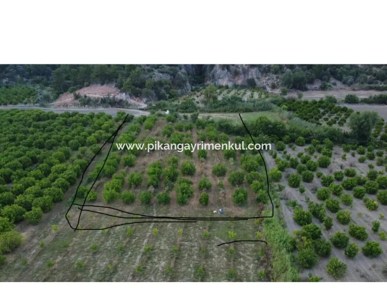 Ortaca Mergenli De  13.500  M2 Narenciye Bahçesi Satılık