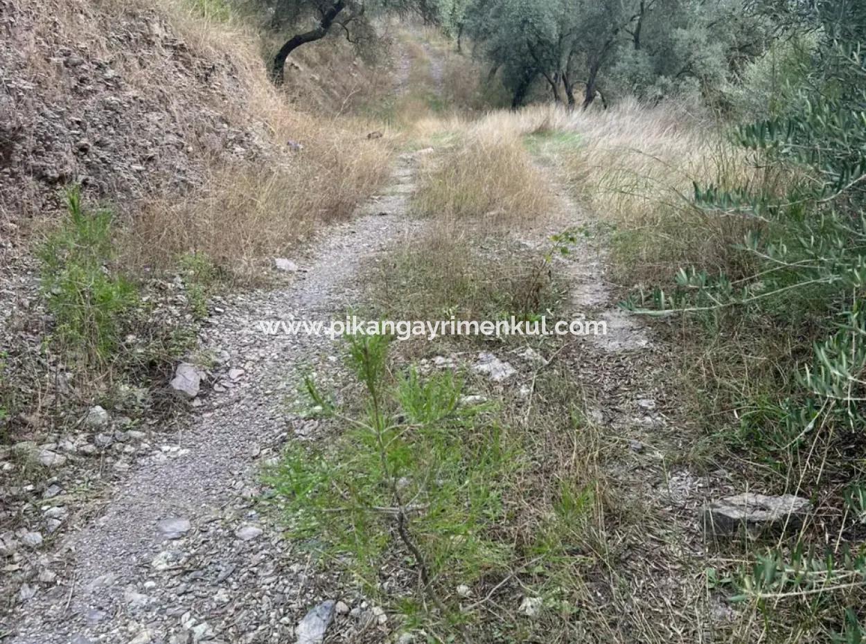 Muğla  Milas Çakıralan  Da 1.025 M2  Nitelik Zeytinlik Olan Arazi Satılık