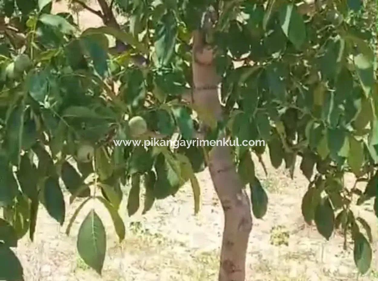 Denizli Tavas Ulukentte 37.000 M2 Ceviz Bahçesi Satılık