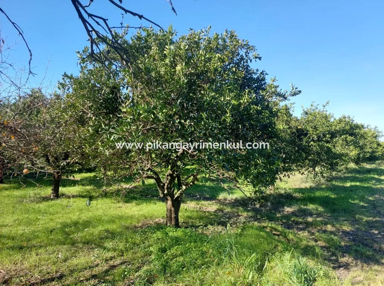 Ortaca  Okçular Da 1000 M2 Müstakil Arsa 250 M2 İnşaat Hakkı Olan Satılık Veya Ortaca Dan  2-3 Daire İle Takas Olur