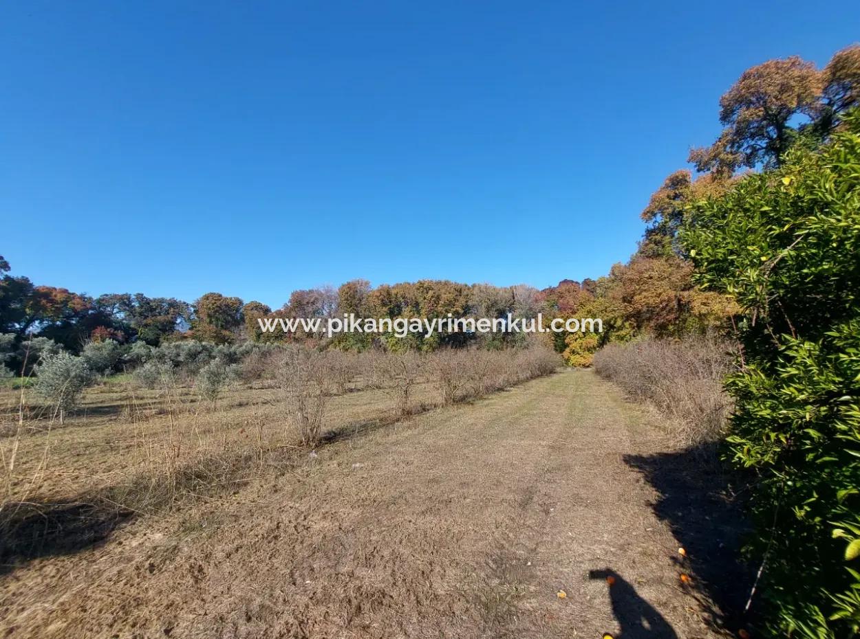 Muğla Dalyan Da Yatırıma Uygun Kelepir  Orman A Sıfır 4 000 M2 Arazi Satılık