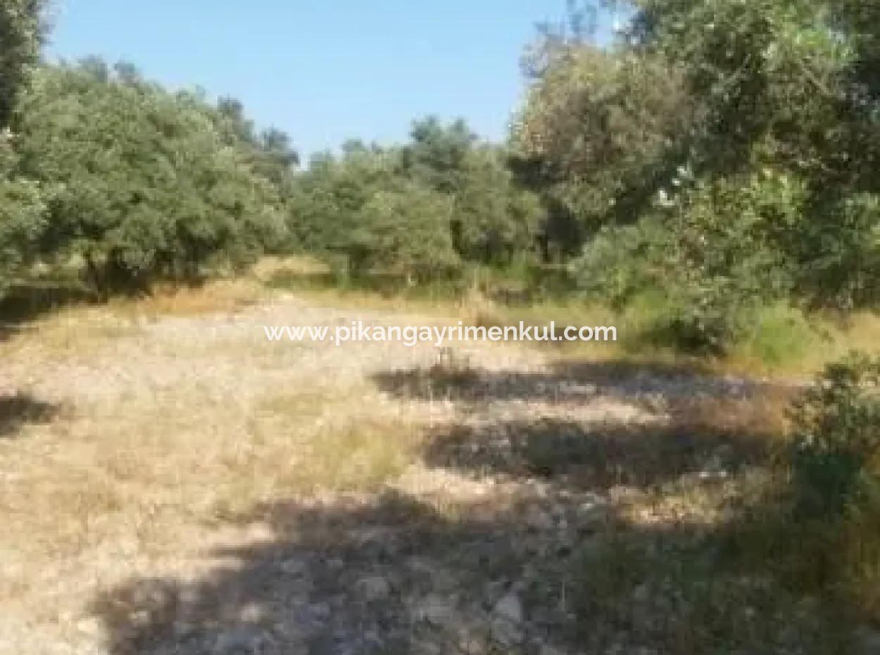 Köyceğiz Zeytinalanında Satılık Zeytin Bahçesi