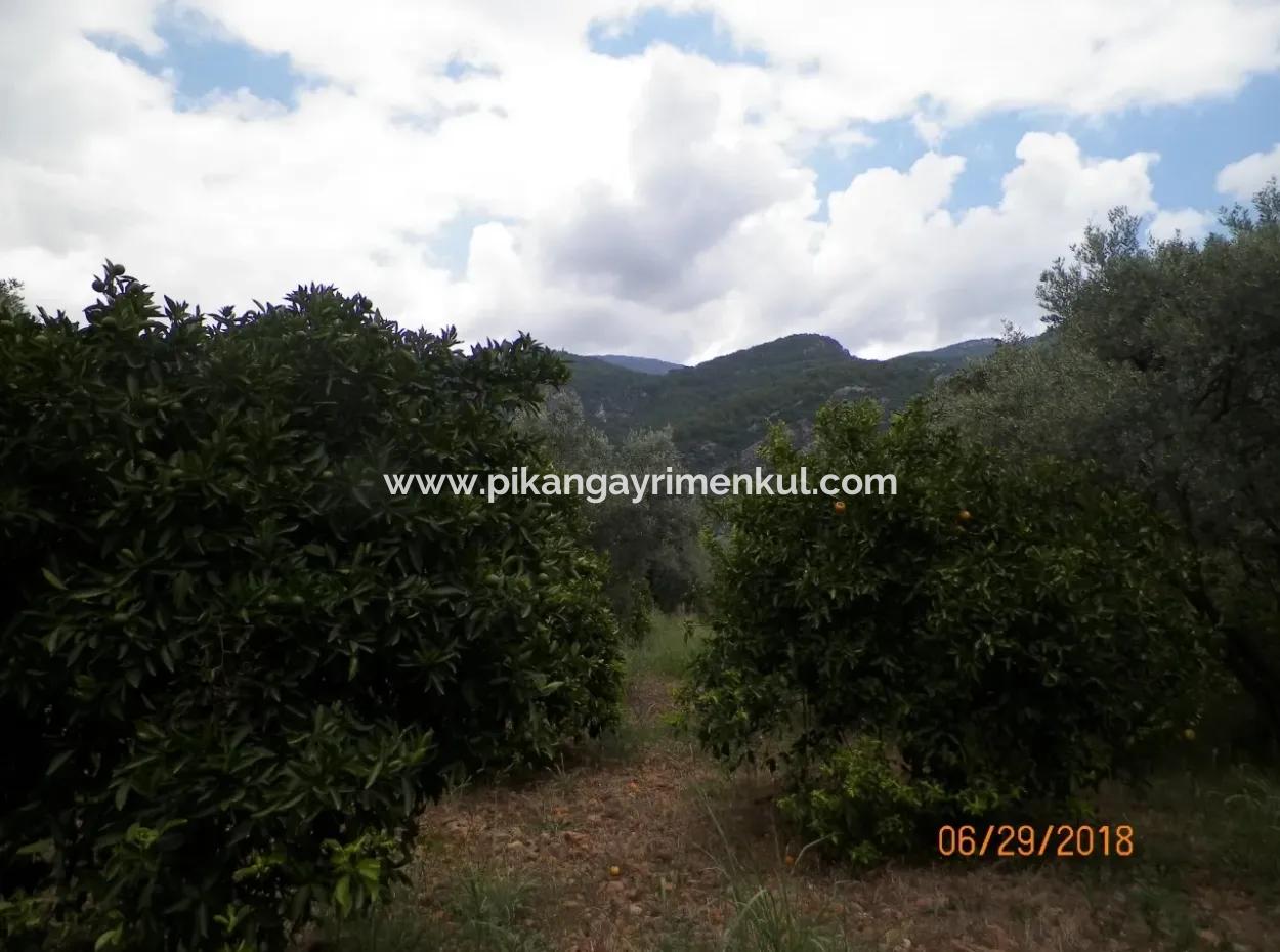 Köyceğiz Yangıda 9406 M2 Verimli Tarla Satılık