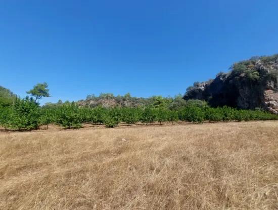 Ortaca Okçularda Dağ Ve Doğa Manzaralı 4.427 M2 Verimli Arazi Satılık