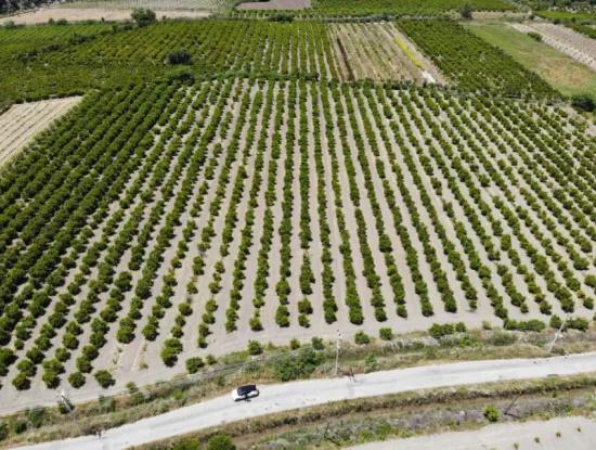 Ortaca Mergenlide 13 500 M2 Tarla Satılık