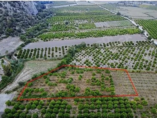 Ortaca Mergenli De  13.500  M2 Narenciye Bahçesi Satılık
