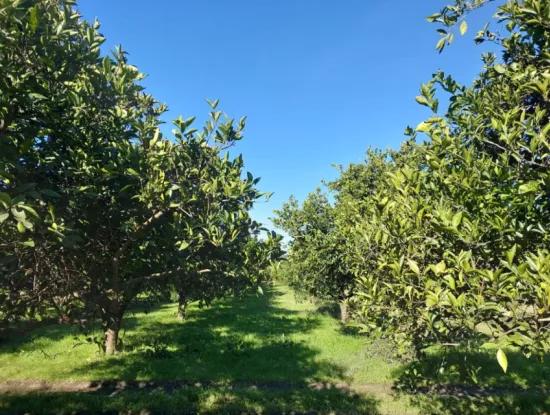 Mugla Ortaca  Okçular Da 1000 M2 Müstakil Arsa 250 M2 İnşaat Hak Olan  Satılık