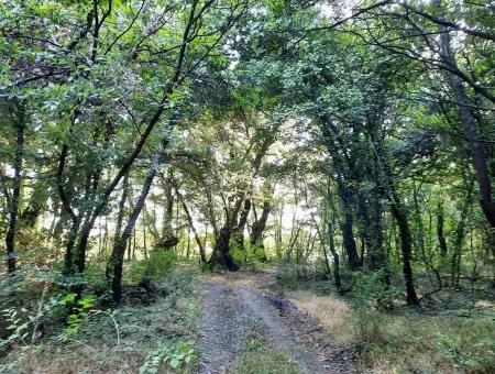 Muğla Dalyan Marmarlıda Satılık Yatırıma Uygun Arazi