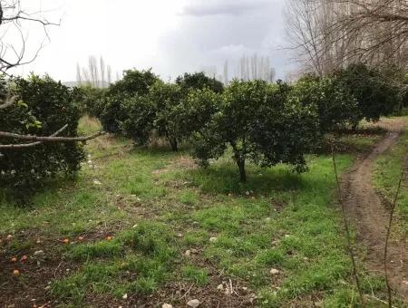 Köyceğiz Beyobası Nda Satılık 19570 M2 Verimli Arazi
